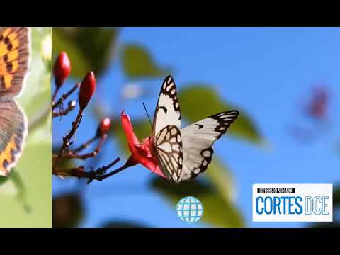 Cortes DcE #532 Intenção_ pensamento e criação de formas-pensamento