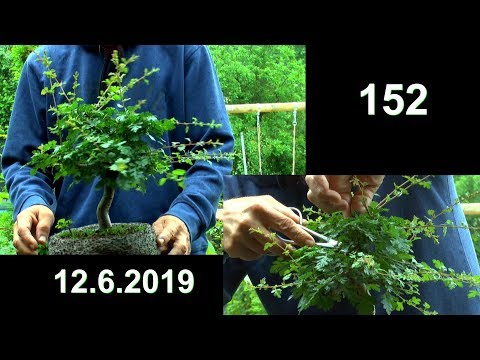Weißdorn Bonsai schneiden Wilder Wein Bonsai Entwicklung