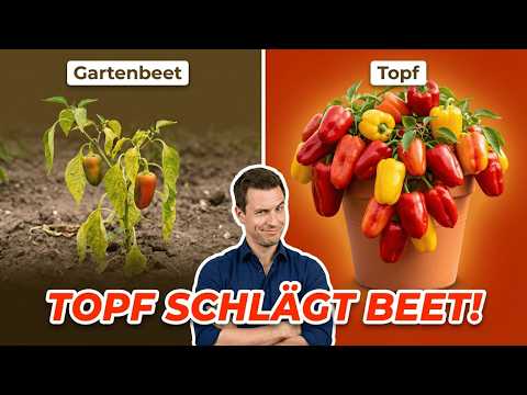 Paprika im Topf – Mehr Ertrag als im Gartenbeet?