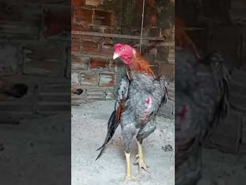 Ayam bangkok barumbung #aseelmurga