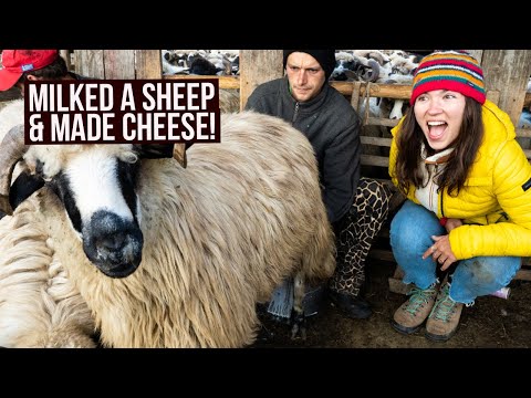 Trying to Survive a Shepherd Life in the Mountains