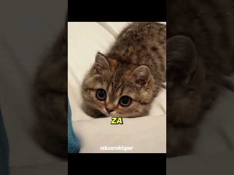 Otkrio ko mu piški u bazen, kraj će vas šokirati 😱 #shorts #viral