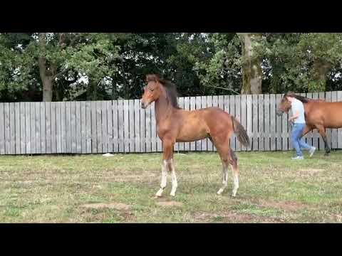 PALERMO DE LEZELLEC 27 juillet 2025