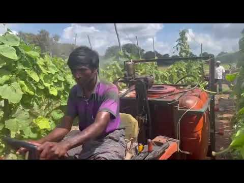 esoamifarms