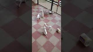 Mudhol Hound Puppies Videos