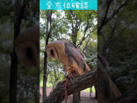 カナダのテングマルムフクロウ