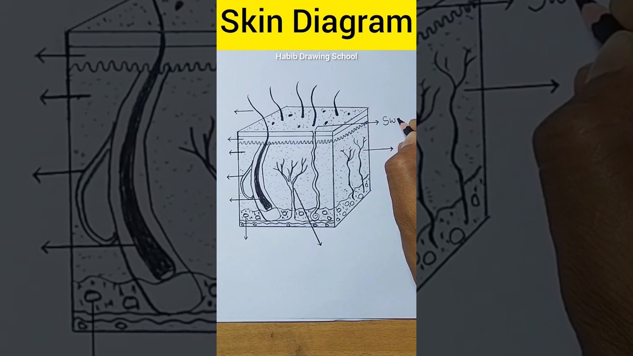Skin Diagram And Labels #shorts  #skindiagram #habibdrawingschool