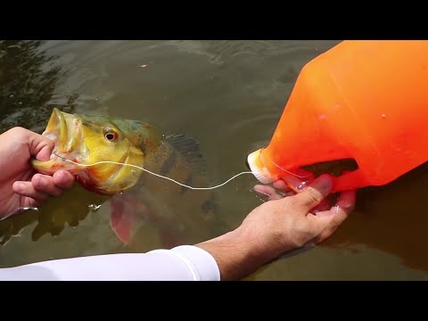 EXOTIC FISH CAUGHT WITH WATER JUG (FISHING ROD)