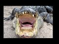 NEW GATOR & CROC FEEDING!