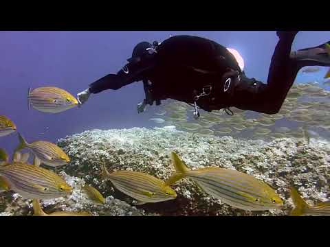 Sharks : Scavengers of the Seas