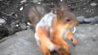 preview picture of video 'The squirrel in a city. Белка в городе. 1'