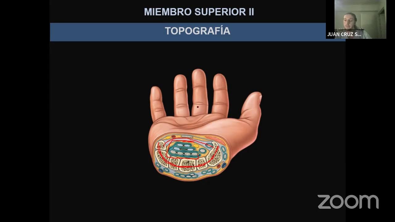 PARALELO DE ANATOMÍA: MIEMBRO SUPERIOR II