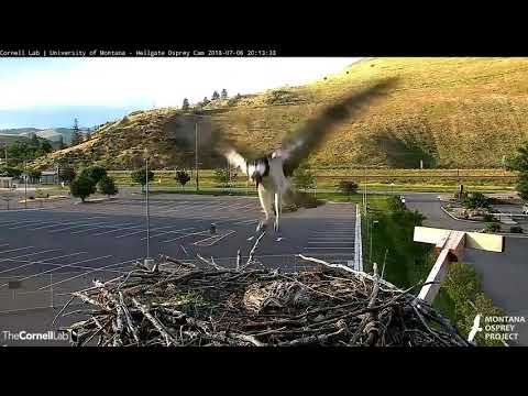 Hellgate Osprey - Painful to watch, tortuous for baby and us - F 7-6-18 @ 8p