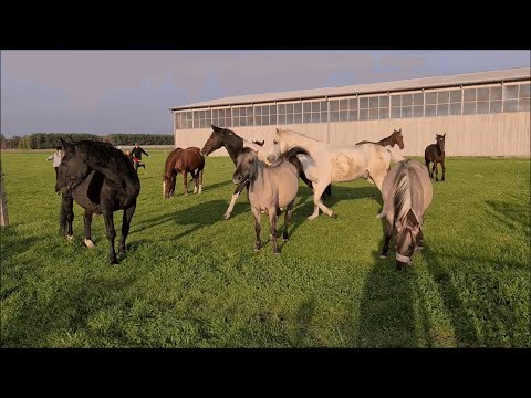 Mazowiecka wieś zaprasza - Gospodarstwo Agroturystyczne z Hodowlą Koni w Makowicy