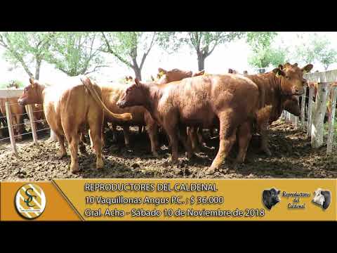 10-11-18 Venta de Vaquillonas Angus P.C. - Reproductores del Caldenal - General Acha