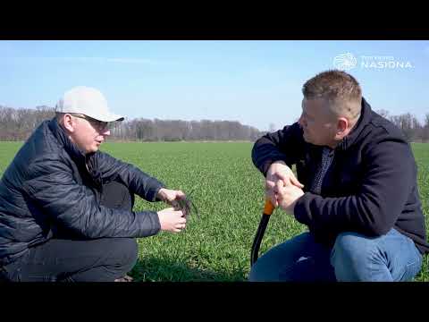 KingKong pszenica ozima z Hodowli Roślin Danko