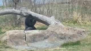 preview picture of video 'Gorilla exhibit at Sedgwick County Zoo'