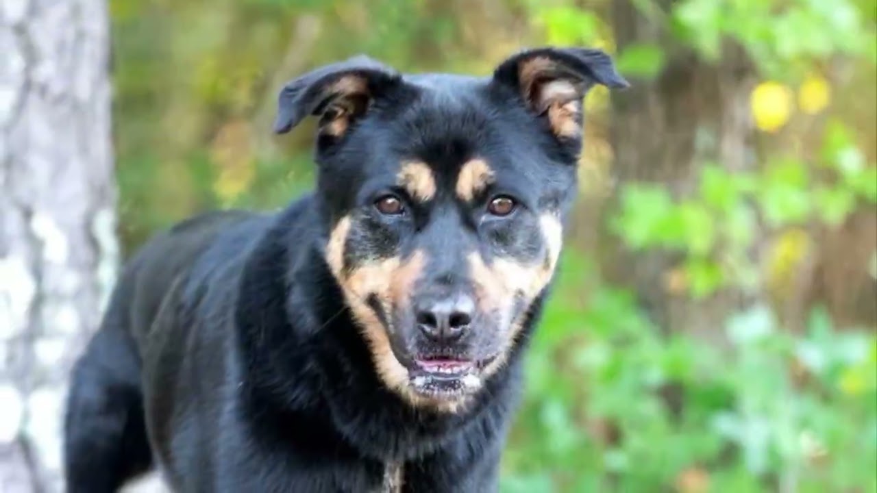 Enlarge Bingo, a Adoptable mixed breed in Monroe, GA video 2/4