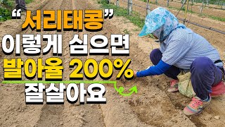 콩 굵게 키우는법, 이렇게 심으면 100% 잘 올라와요 콩 심는시기 콩 재배 - sow beans