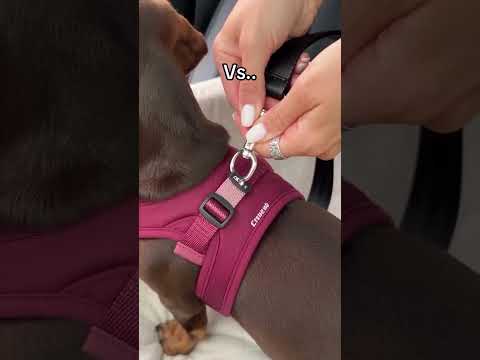 Every dog needs this 😮