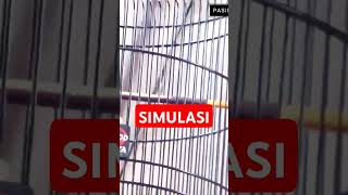 Download lagu simulasi lomba murai batu #simulasilombamuraibatu #pancinganmurai #muraibatu  #muraibatugacor mp3