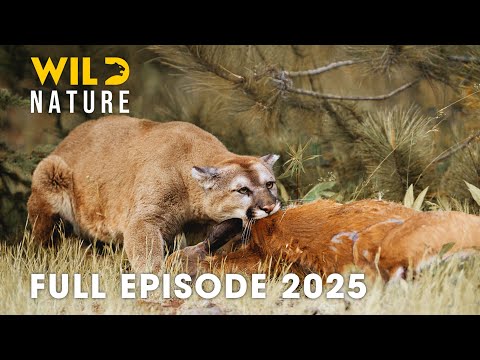 Wild Animals | Secrets of the World’s Hidden Savanna #naturedocumentaries | Wild Nature