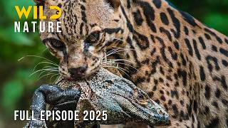 CERRADO | Secrets of the World’s Hidden Savanna #naturedocumentaries | Wild Nature