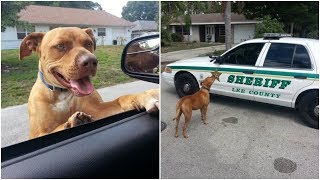 When Police Got Called About Pit Bull, They Never Expected The Dog To Do This…