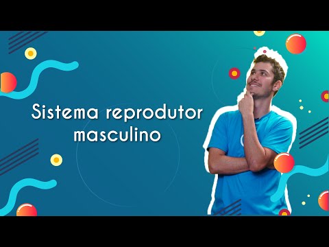 Male reproductive system - Brasil Escola