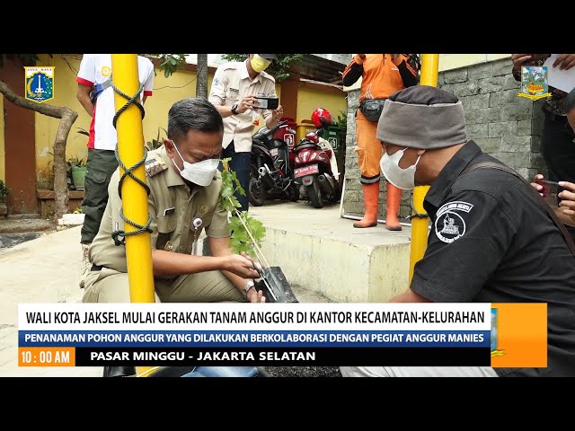 Wali Kota Jaksel Mulai Gerakan Tanam Anggur Di Kantor Kecamatan-Kelurahan