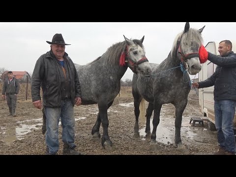 Caii lui Ionut de la Sacadat, Bihor 3 feb 2018
