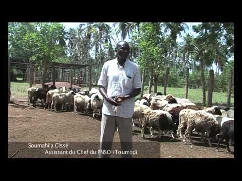 Cote d’Ivoire: vers une éradication de la peste des petits ruminants