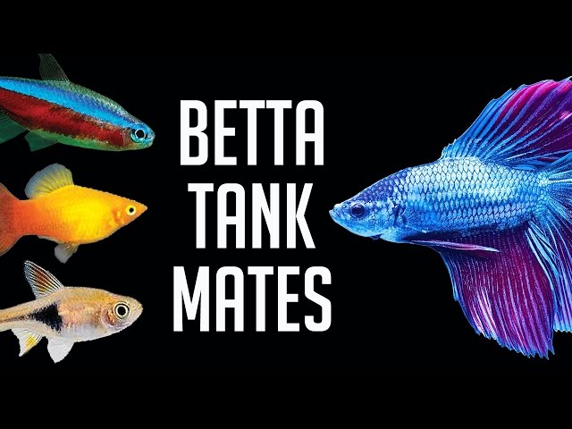 Compatible Tank Mates for Betta Fish