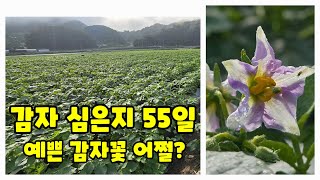 감자 심은지 55일 생육상태 확인 수미감자 감물감자 괴산감자 풀뿌리농장 석성수 [감자재배방법]