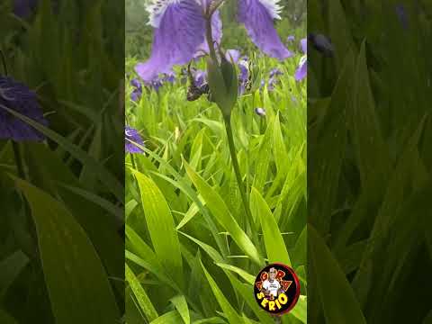 FOFOQUEIRA DE JUQUITIBA TEM ROXO QUERENDO VIRAR VERDE ANTES DA HORA SE É LOKO.