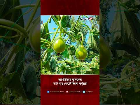 আখাউড়ায় কৃষকের লাউ গাছ কেটে দিলো দুর্বৃত্তরা | NEWS24 #shorts