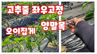 괴산청결고추 괴산고추 고추줄 좌우고정 양말목 집게 사용법 [고추재배방법]