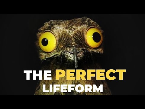 How The Potoo Beat Evolution