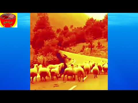 ديرو المشوي - Dirou Elmechoui EP 30