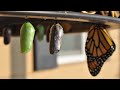 Metamorphosis: from Bug to Beauty