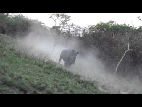 Gettiing Chased by a 3000KG Rhino