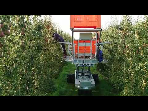 Plukken op de fruitbuggy schaar