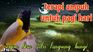 Download lagu Terapi ampuh sogon di pagi hari 🔥🔥 cocok buat sogon bisu mp3
