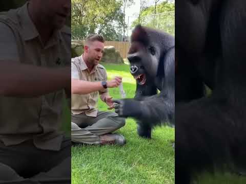 Gorilla's Reaction to Magic Trick is PRICELESS! 😂