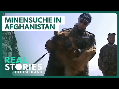 Doku: Die Minensucher von Kabul | Sprengstoffspürhunde