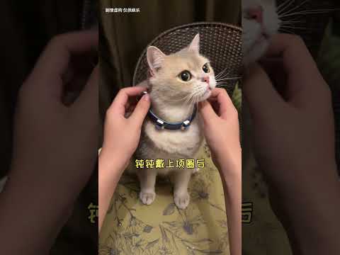 【鈍鈍的日常】我家貓為什麽不願意戴堂妹送的項圈和美甲呢？？？
