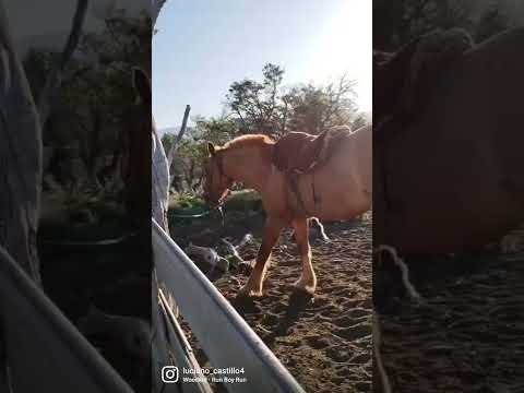 Los Carrizos, Norte Del Neuquén🇦🇷