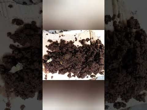 vermicomposting at home: first harvest of worm castings