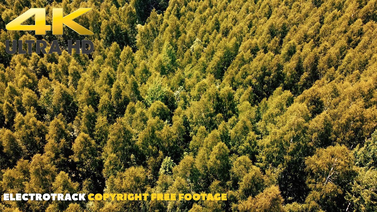 Free Drone Footage Over The Forest 4K | Copyright FREE |  Free Download | Background video