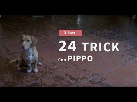 download lagu mp3 mp4 Tricks Cani, download lagu Tricks Cani gratis, unduh video klip Tricks Cani